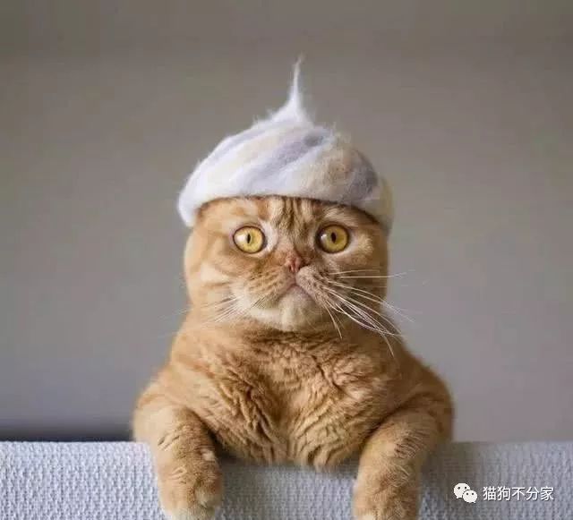 清理猫毛小妙招百洁布,怎样清理猫屎