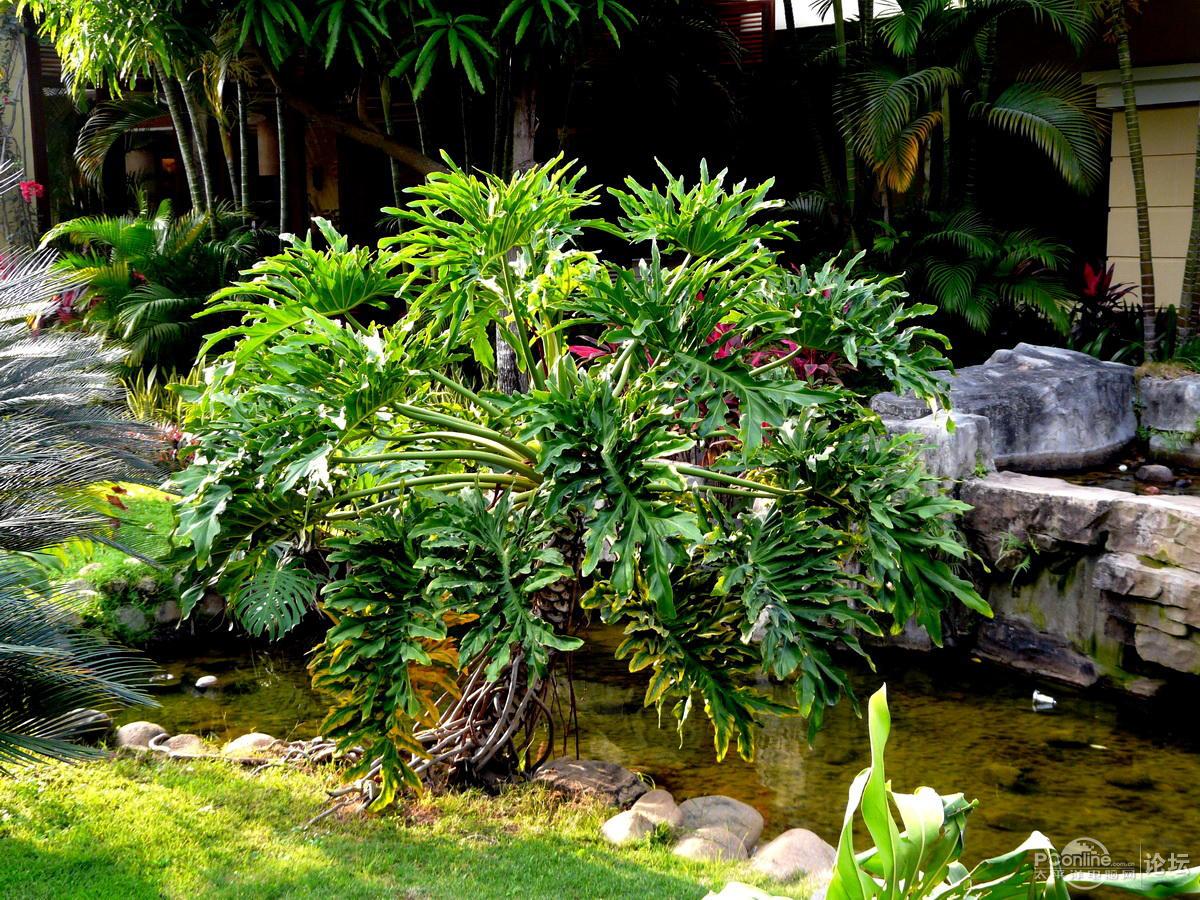 适合客厅养的招财植物,客厅绿植风水吉祥好养招财的植物