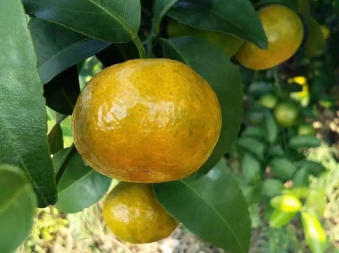柑橘着色不均绿斑多久能转色,柑橘着色快有什么方法