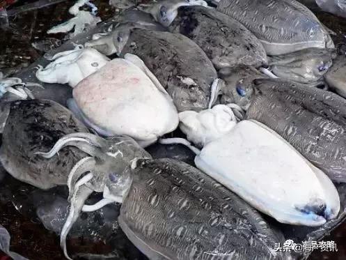 八爪鱼章鱼鱿鱼墨鱼乌贼哪种好吃,章鱼八爪鱼鱿鱼墨鱼乌贼怎么区分