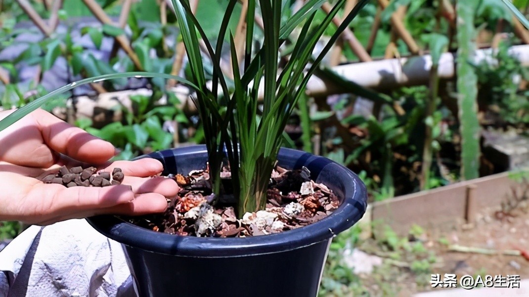 十月份兰花管理措施,兰花发新芽怎么养护