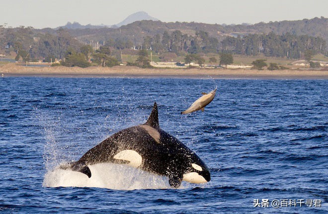 鲨鱼为什么不吃海豚的真实原因,鲨鱼为啥不吃海豚