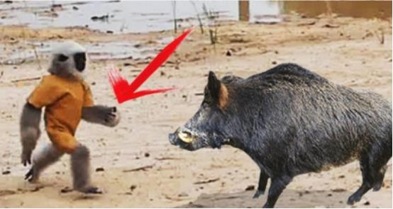 非洲人训练猴子抓野猪，看见野猪直接放猴子，画面简直笑到肚子疼