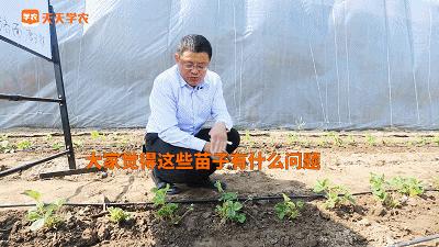 草莓育苗的基本原理及技术,草莓育苗最好的方式是什么