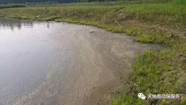 天气多变池塘容易产生倒藻,天气突然变冷鱼塘怎么会死鱼