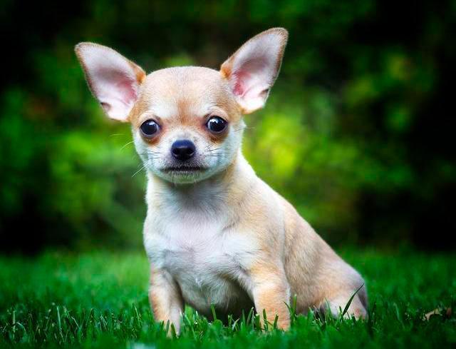 吉娃娃补钙哪个牌子好,铲屎官遇到危险狗狗的反应