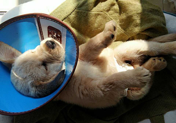 狗狗被烫伤了用什么药最好,狗狗烫伤应该用什么药物