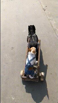 搞笑gif动图nba,少林寺gif搞笑图片