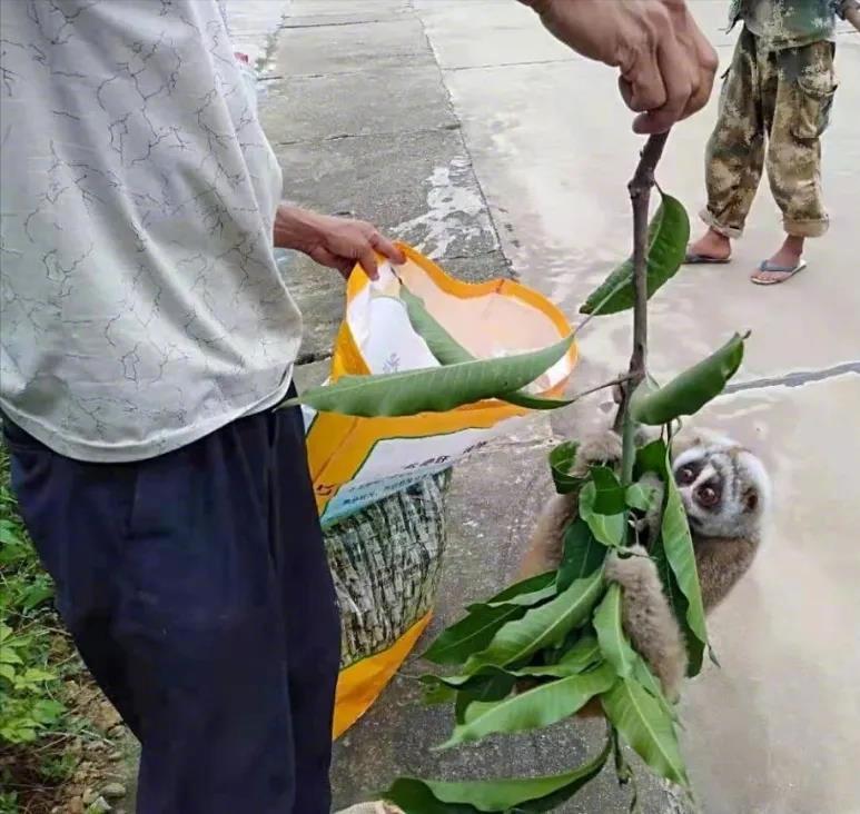 云南德宏一级保护动物蜂猴,云南德宏蜂猴视频