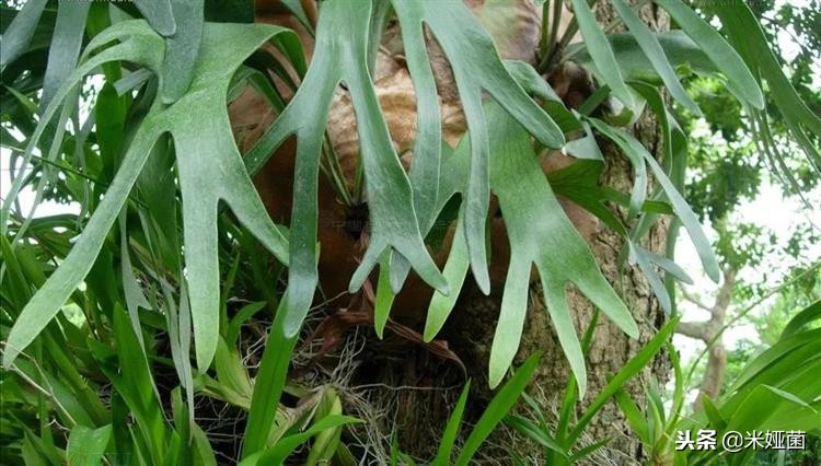 蕨类植物怎么养护,铁线蕨类植物养护方法