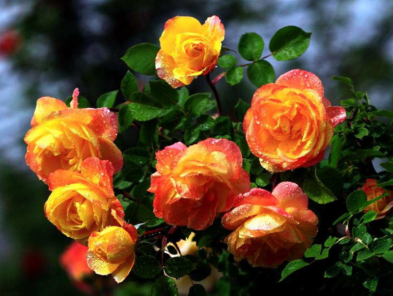 大兴月季园的月季有多少种,北京最大的月季基地在哪