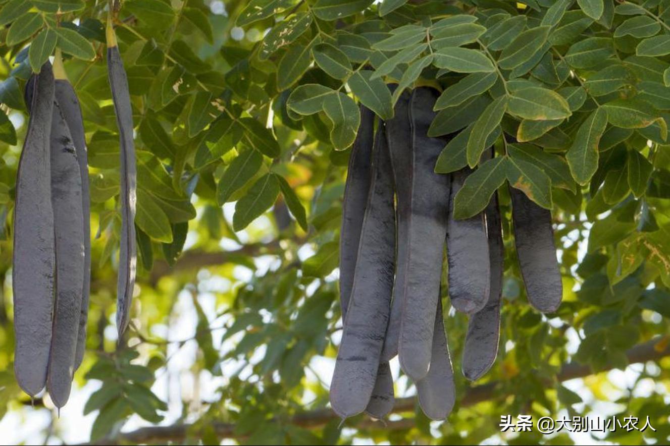 疯狂的皂荚树：热潮后被嫌弃，因能解除“卡脖子”危机又王者归来