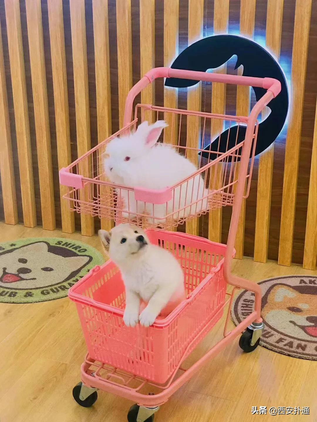 西安有哪些可以撸兔子的店,西安撸兔子的店