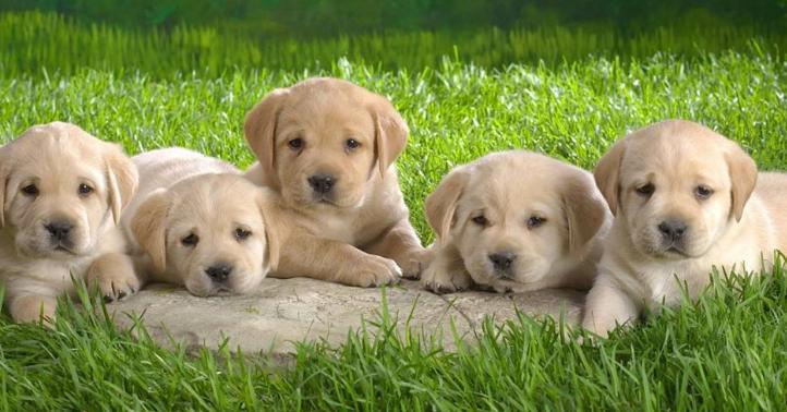 狗狗的7种怪异行为,常见的十种让狗狗恐惧的事物