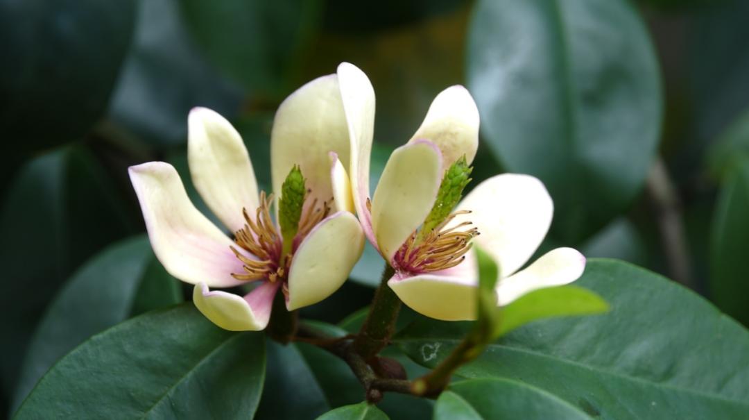 诗词-花能含笑笑何人？古诗词了的含笑花，如美人含羞，嫣然一笑