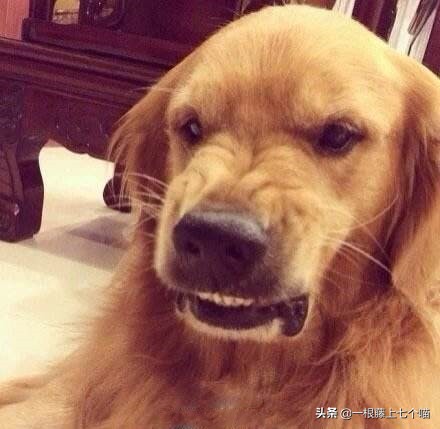 狗狗欺负汪星人的表现,狗狗总是凶主人对主人叫