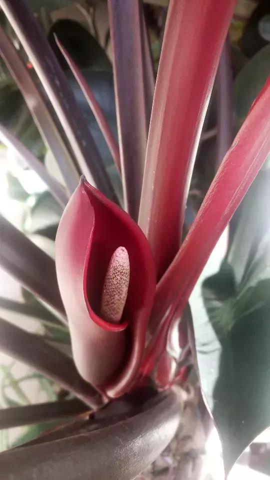 净化空气甲醛最怕的十种花,什么花草吸收甲醛最好还好养