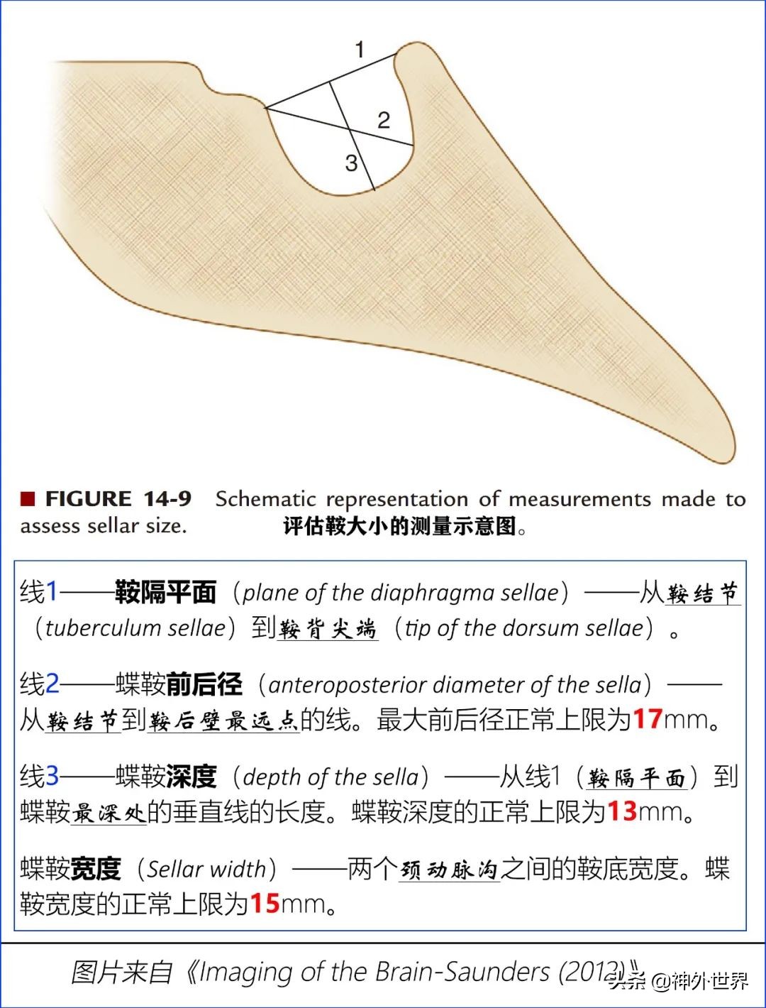 鞍区解剖学习笔记之——垂体