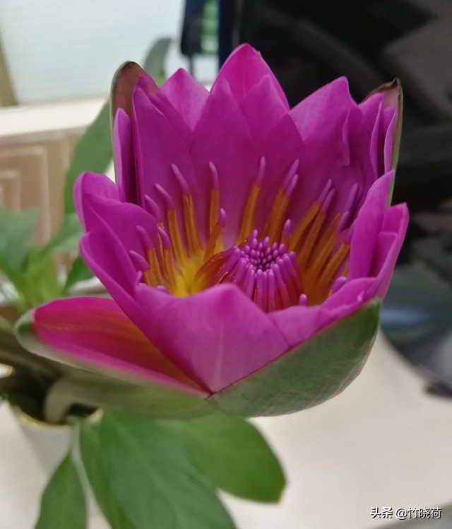 适合盆栽养的睡莲,睡莲的养花技巧