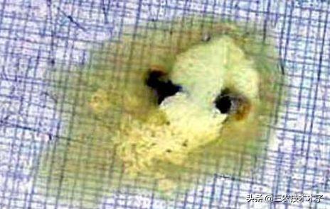 雏鸡白痢的症状,雏鸡白痢治疗土方法