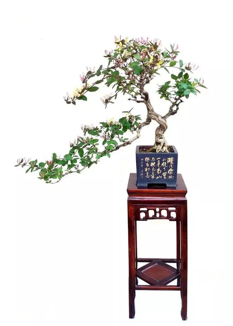 金银花盆景根怎么变粗,金银花盆景的造型与管理