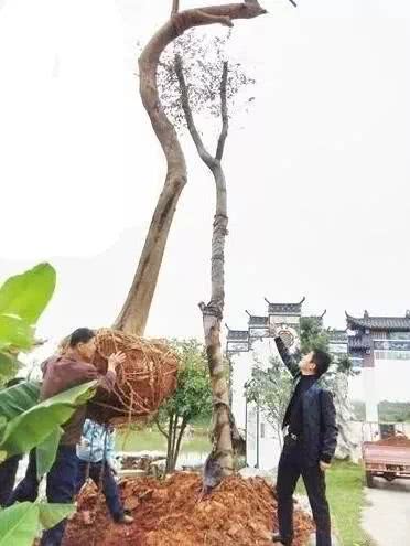 武汉江夏茂康嘉园图片,江夏乌龙泉茂康嘉园好玩不