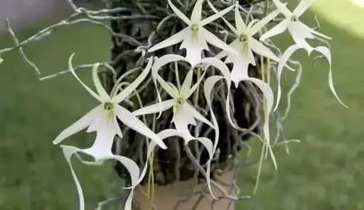 十大最贵的玫瑰花品种,世界上十大鲜花排名图片