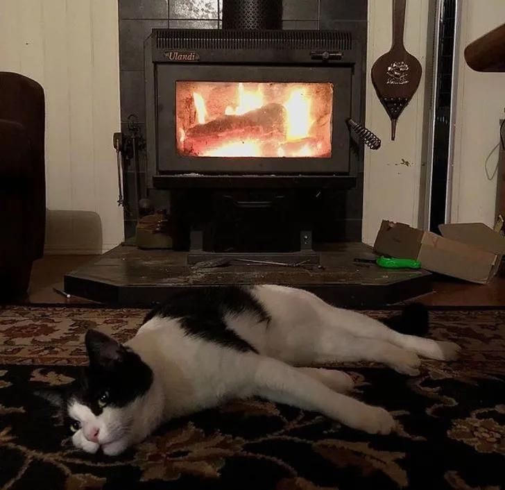 与陌生的猫接触,两只不认识的猫咪相遇会发生什么