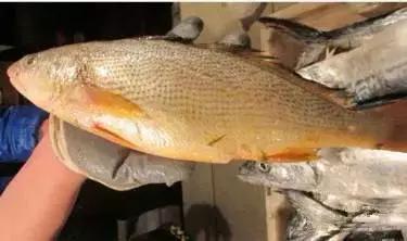 海南渔民整理的海鲜大全,渔民海鲜介绍