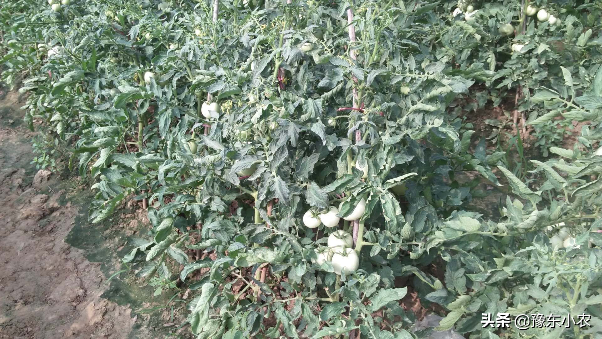 番茄卷叶病防治方法,小叶卷叶病