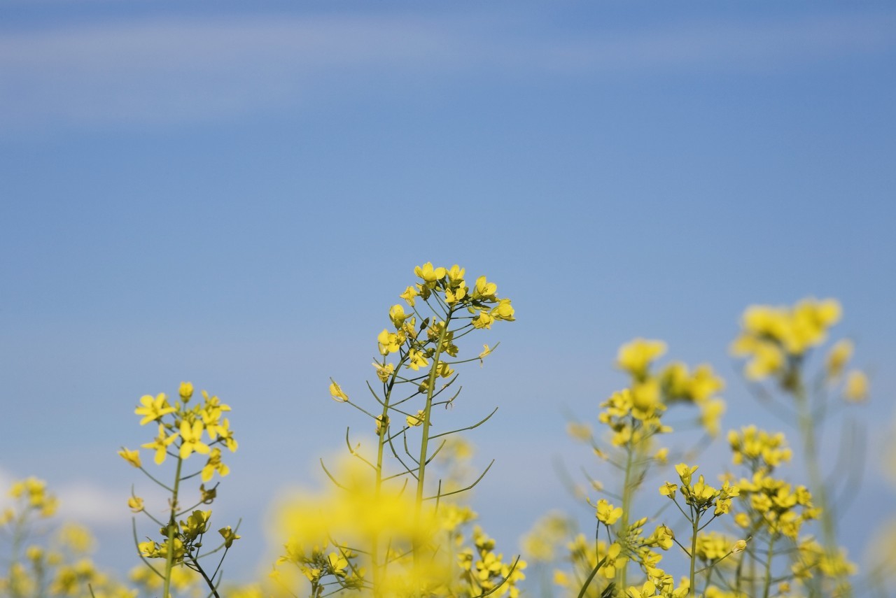 夏天的早晨作文100字左右,夏天的早晨
