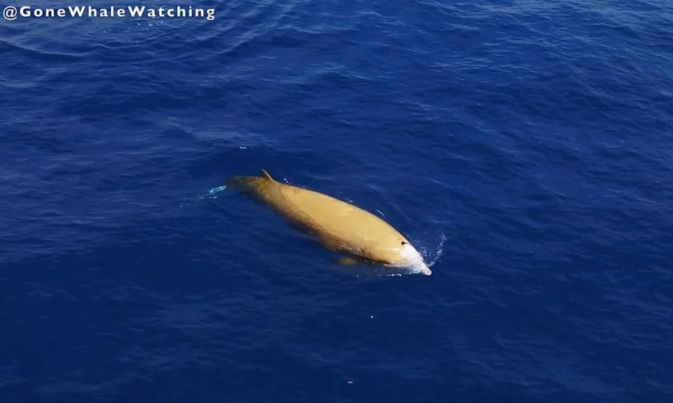 罕见的视频，以极其细腻的表现方式，呈现出很稀有的“黄色鲸鱼”