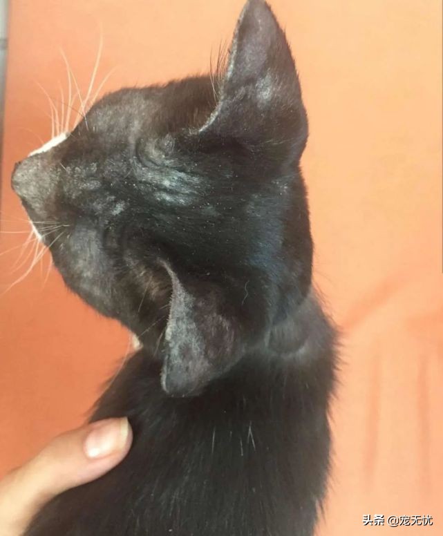 猫咪感染猫癣？不要急，这篇文章全部给你解决