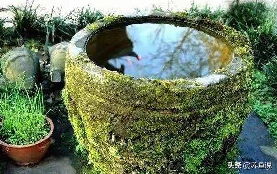 古代用什么缸养金鱼,古缸养金鱼教程