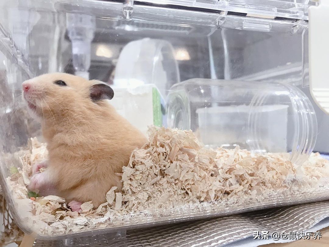 仓鼠12点在笼子里疯狂跑来跑去,仓鼠晚上太安静主人很担心怎么办