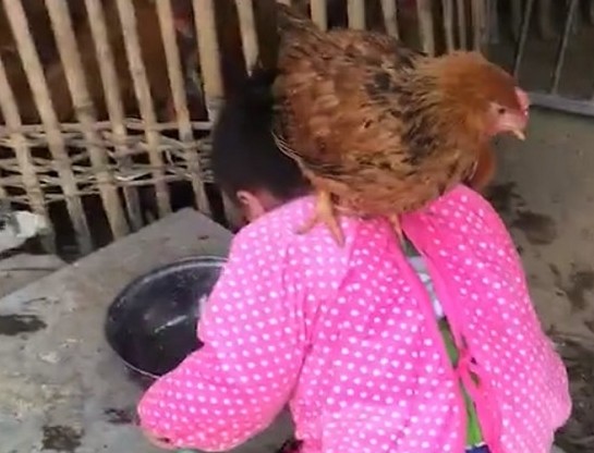 盘点萌娃被鸡欺负,萌娃被鸡“偷袭”蹬哭