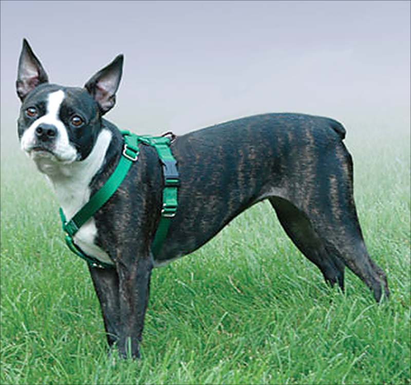 狗狗减肥成功,正常的狗狗减肥一般一天瘦多少