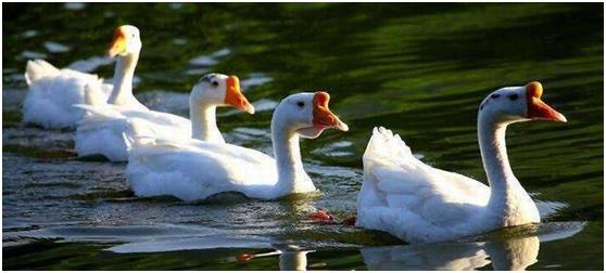 一只蛋鹅的成本和利润,大鹅养殖利润及成本