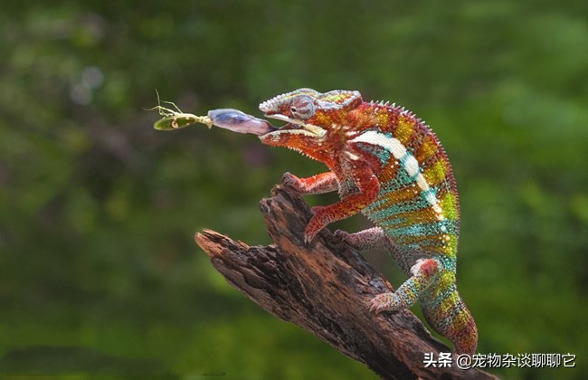 螳螂虽然美丽但性情却非常凶狠,螳螂是怎么成为最强食肉昆虫的