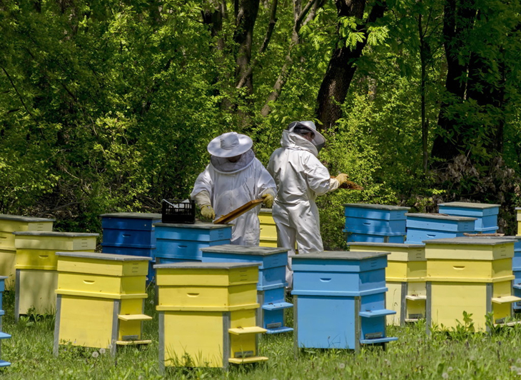 养蜂需买怎样的蜂粮,新手养蜂为什么吃蜂粮