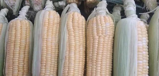 老乡收了几千斤玉米,老乡收玉米