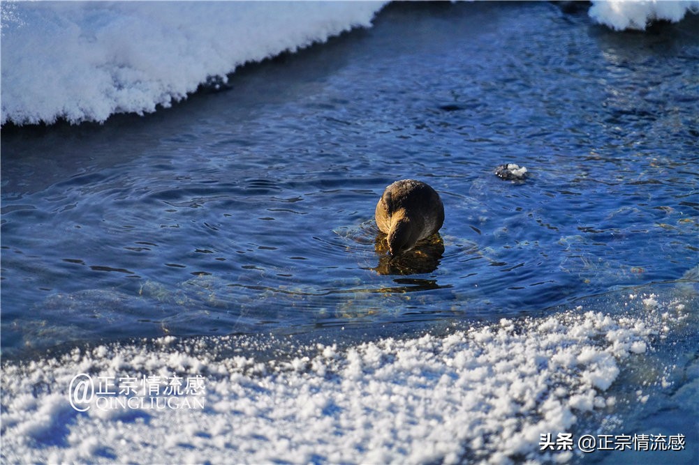 诗与远方：冬游喀纳斯