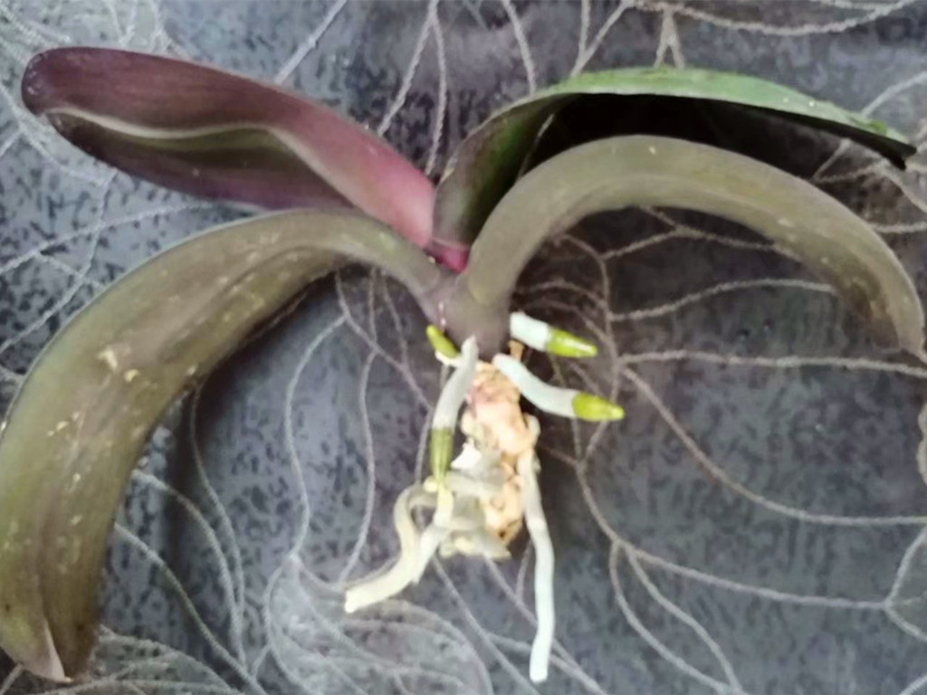 蝴蝶兰叶子黄了怎么救,蝴蝶兰叶子晒坏了怎么办