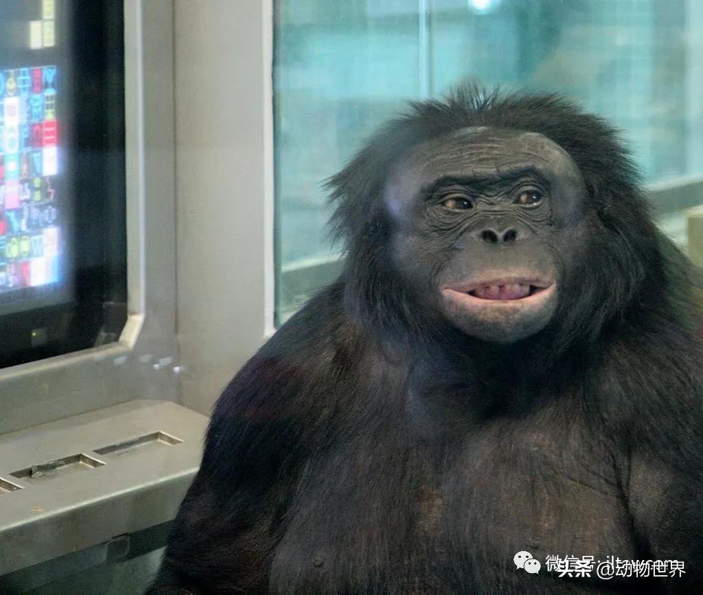 世界各国国宝级动物,世界各地的名贵动物