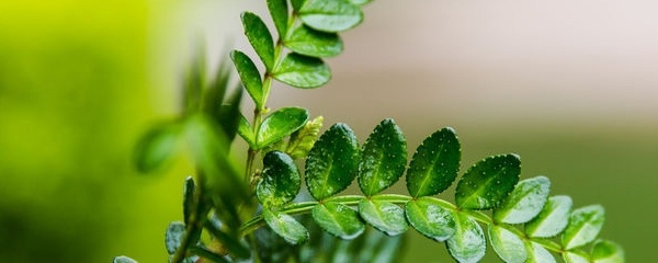 科普：清香木？胡椒木？如何区分大揭秘！十有八九你上当了