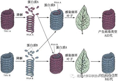 北大院长讲史：第一株病毒是如何被人类发现的？|赛先生
