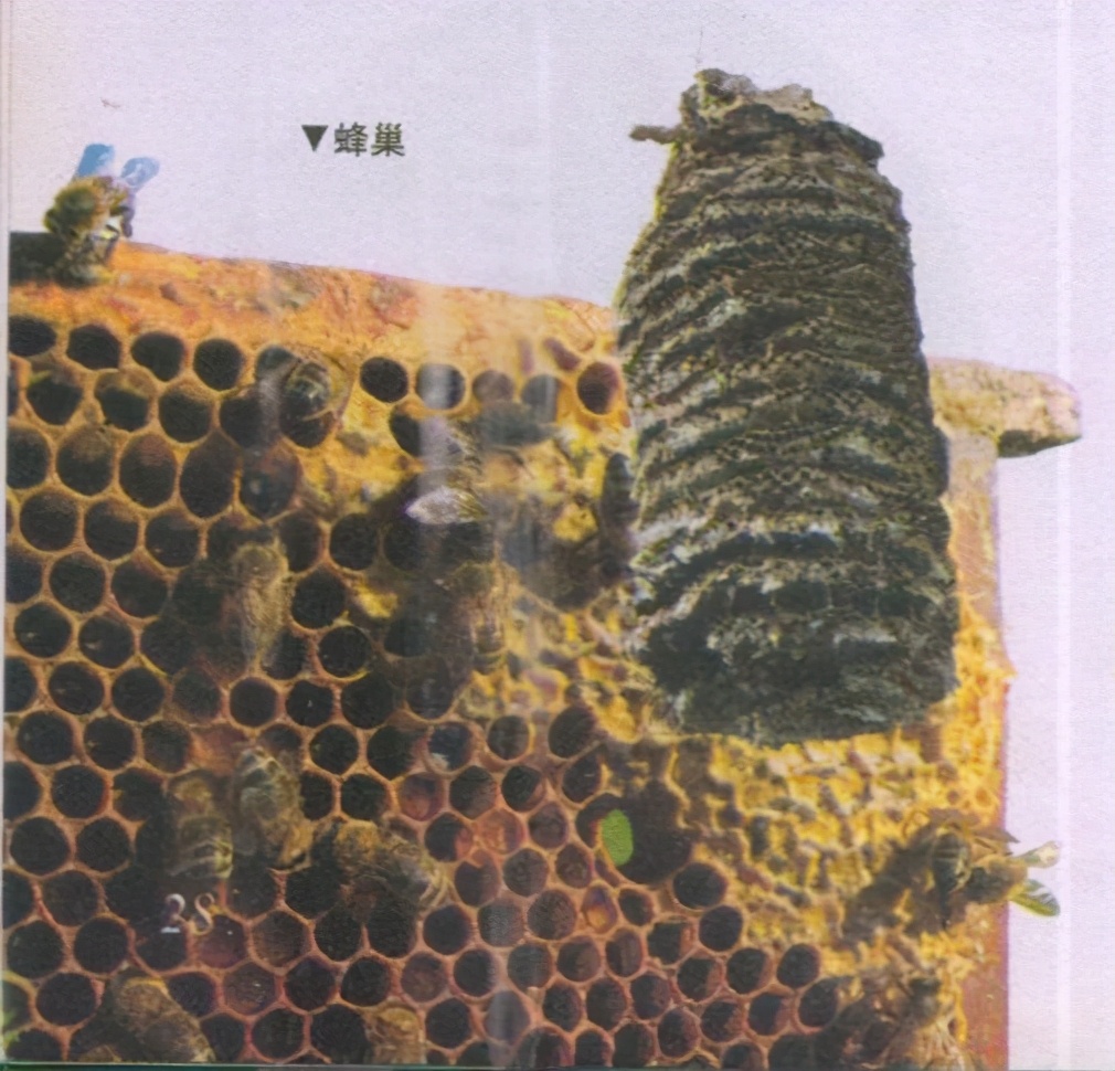 昆虫样子特点,昆虫视觉是什么样的