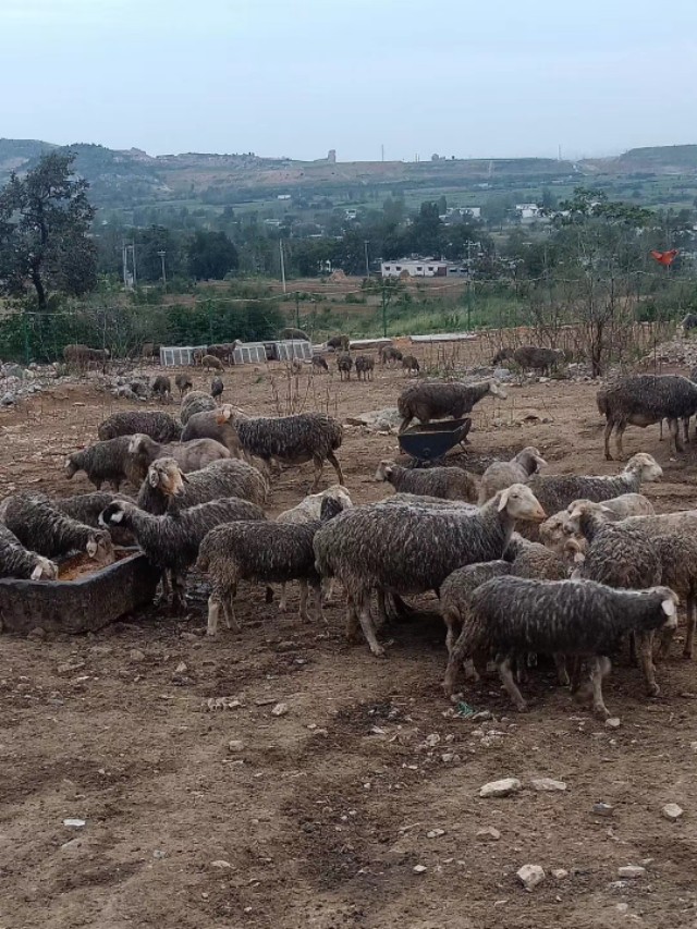 养羊50只一年赚多少钱今日羊价,如何养羊才能赚钱呢