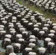 青岛西海岸30多项特产！这鱼还登上央视成了网红