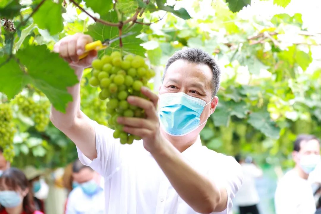 文旅资讯站|慈溪市第十六届葡萄节暨灾后复产现场会顺利举行